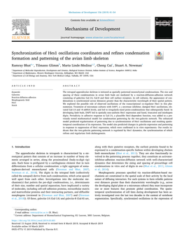 Synchronization of Hes1 Oscillations Coordinates and Refines