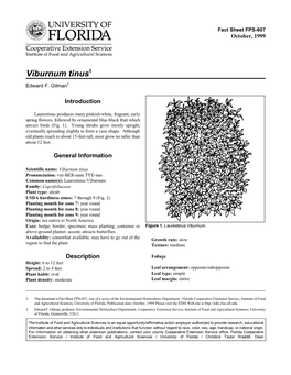 Viburnum Tinus1