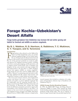 Forage Kochia—Uzbekistan's Desert Alfalfa