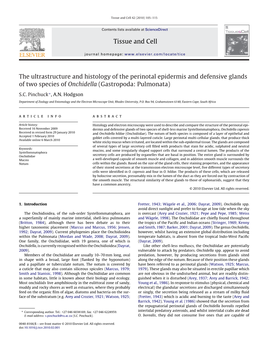 The Ultrastructure and Histology of the Perinotal Epidermis and Defensive Glands of Two Species of Onchidella (Gastropoda: Pulmonata)