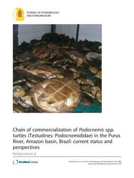 (Testudines: Podocnemididae) in the Purus River, Amazon Basin, Brazil: Current Status and Perspectives Pantoja-Lima Et Al