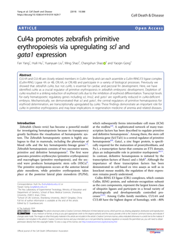 Cul4a Promotes Zebrafish Primitive Erythropoiesis Via Upregulating Scl