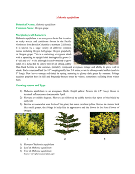 Mahonia Aquifolium Morphological Characters Growing Season And