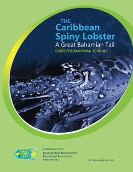 Caribbean Spiny Lobster a Great Bahamian Tail Guide for Bahamian Schools