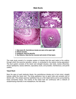 Male Ducts.Pdf (419.1Kb)