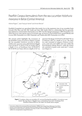 Pearlfish Carapus Bermudensis from the Sea Cucumber Holothuria Mexicana in Belize (Central America)