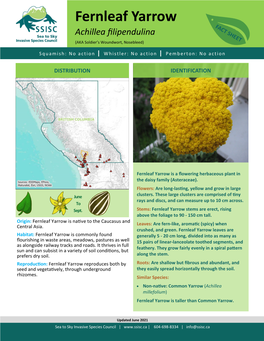 Open Fernleaf Yarrow Factsheet