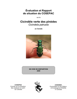 Cicindela Patruela