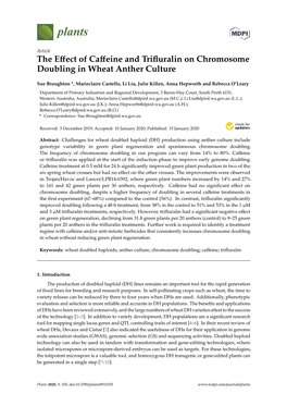 The Effect of Caffeine and Trifluralin on Chromosome Doubling in Wheat