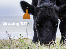 Grazing 101 Ebook