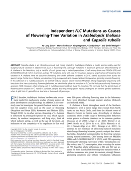 Independent FLC Mutations As Causes of Flowering-Time Variation in Arabidopsis Thaliana and Capsella Rubella