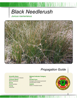 CPR Juncus Roemerianus