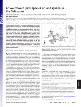 An Overlooked Pink Species of Land Iguana in the Galápagos