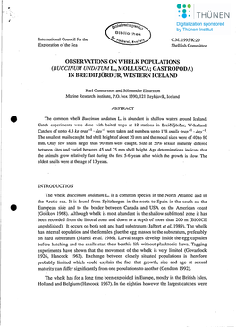 Observations on Whelk Populations (Buccinum Undatum L., Mollusca; Gastropoda) in Breidifjördur, Western Iceland