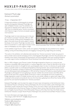 Eadweard Muybrudge Animal Locomotion