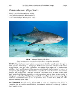 Galeocerdo Cuvier (Tiger Shark) Family: Carcharhinidae (Requiem Sharks) Order: Carcharhiniformes (Ground Sharks) Class: Chondrichthyes (Carlilaginous Fish)