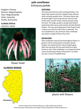 Pale Coneflower Echinacea Pallida Flower Head Plants with Flowers