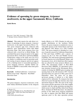 Evidence of Spawning by Green Sturgeon, Acipenser Medirostris, in the Upper Sacramento River, California