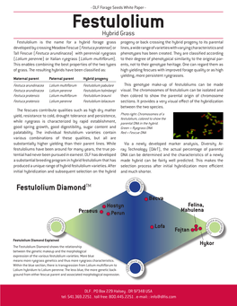 Festulolium Hybrid Grass