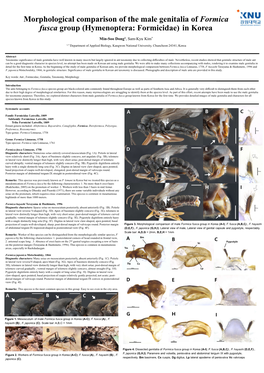 Morphological Comparison of the Male Genitalia of Formica