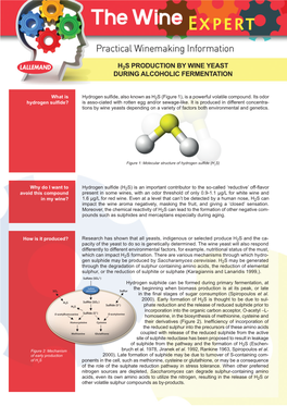 H2s Production by Wine Yeast During Alcoholic Fermentation