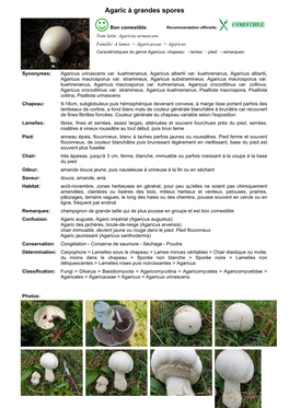 Agaric À Grandes Spores