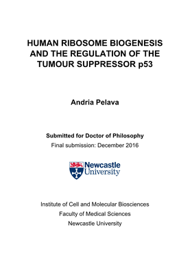 HUMAN RIBOSOME BIOGENESIS and the REGULATION of the TUMOUR SUPPRESSOR P53