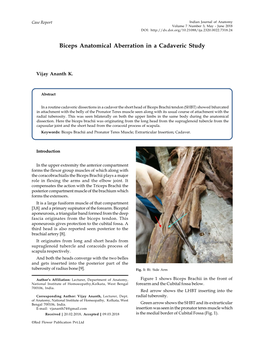 Biceps Anatomical Aberration in a Cadaveric Study