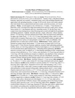 Vascular Plants of Williamson County Gutierrezia Texana Var. Texana − TEXAS SNAKEWEED, TEXAS BROOMWEED, KINDLING- WEED, ANNUAL BROOMWEED [Asteraceae]