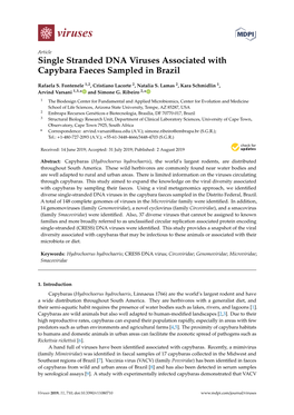Single Stranded DNA Viruses Associated with Capybara Faeces Sampled in Brazil