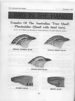 Females of Rhe Australian Orrue Euail,, Phasianidae (Euail with Hind