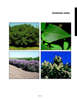 Common Lilac