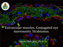 Extraocular Muscles. Conjugated Eye Movements. Strabismus