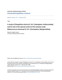 Hemiptera: Anthocoridae) and Its Role in the Natural Control of the Red-Pine Scale Matsucoccus Resinosae B