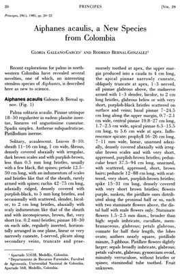 Aiphanes Acaulis, a New Species from Colombia