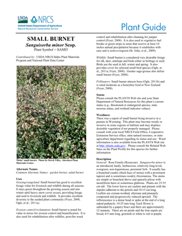 Plant Guide for Small Burnet (Sanguisorba Minor)