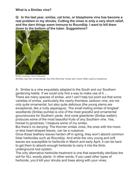 What Is a Similax Vine? Q: in the Last Year, Smilax, Cat Briar, Or