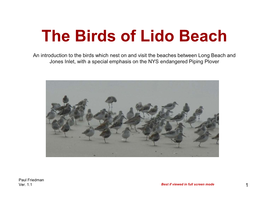 The Birds of Lido Beach