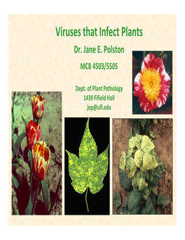 Viruses That Infect Plants Dr