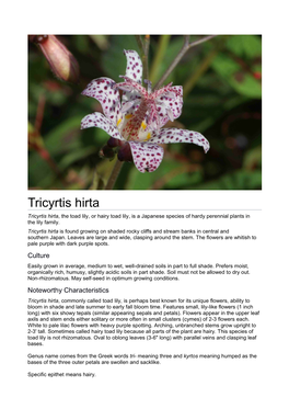 Tricyrtis Hirta Tricyrtis Hirta, the Toad Lily, Or Hairy Toad Lily, Is a Japanese Species of Hardy Perennial Plants in the Lily Family