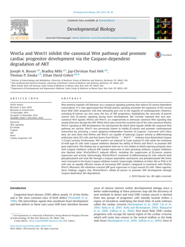 Wnt5a and Wnt11 Inhibit the Canonical Wnt Pathway and Promote Cardiac Progenitor Development Via the Caspase-Dependent Degradation of AKT