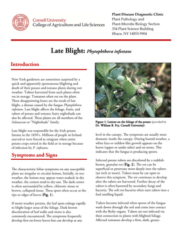 Late Blight: Phytophthora Infestans