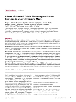 Effects of Proximal Tubule Shortening on Protein Excretion in a Lowe Syndrome Model