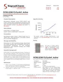 PCTK2 (CDK17)/Cycliny, Active Recombinant Full-Length Human Proteins Expressed in Sf9 Cells