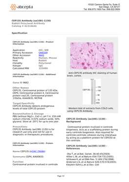CEP135 Antibody (Aa1081-1130) Rabbit Polyclonal Antibody Catalog # ALS16646