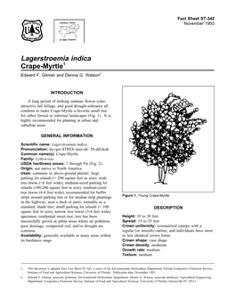 Lagerstroemia Indica Crape-Myrtle1 Edward F