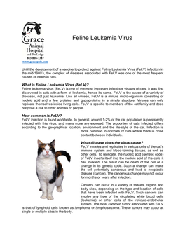 Feline Leukemia Virus