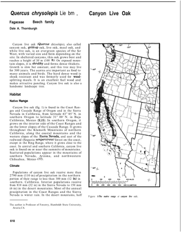 Quercus Chrysolepis Lie Bm , Canyon Live Oak