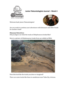 Junior Paleontologists Journal – Week 3