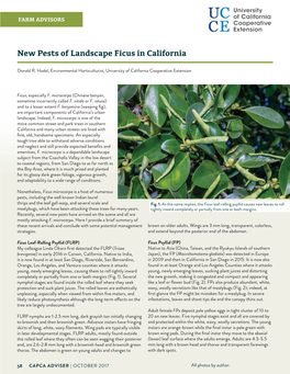 New Pests of Landscape Ficus in California